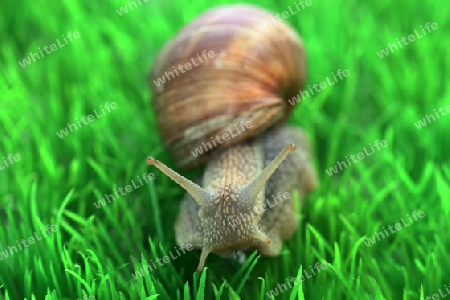 Weinbergschnecke auf weissem Hintergrund