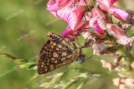 Gelbwürfeliger Dickkopffalter,Chequered skipper