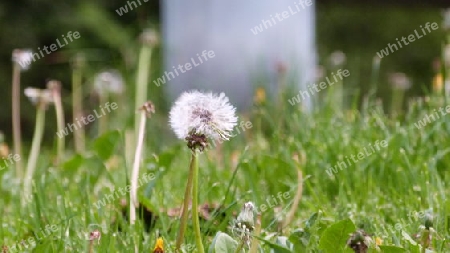 Pusteblume