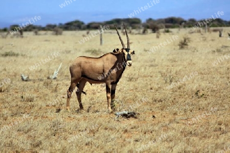 Safari