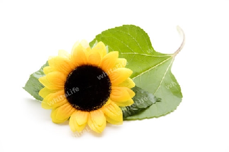 Sonnenblume mit Blatt