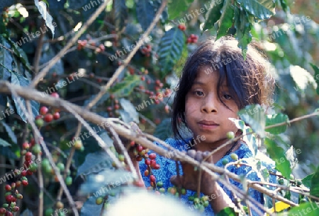 a coffee plantation neat the city of Antigua in Guatemala in central America.   