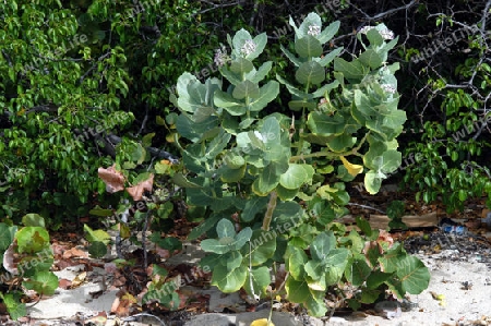 Sodomsapfel - Calotropis procera