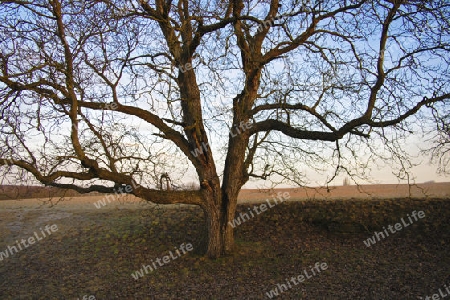 Alter Nussbaum