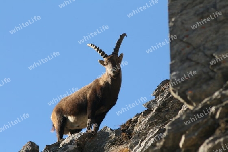 Erhabener Steinbock