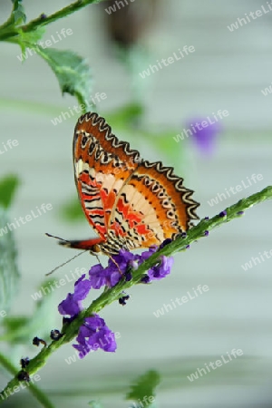 Schmetterling