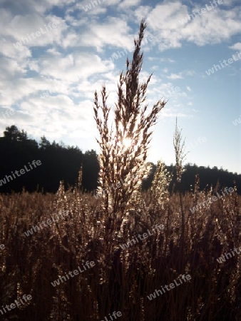 Schilf im Sonnenlicht