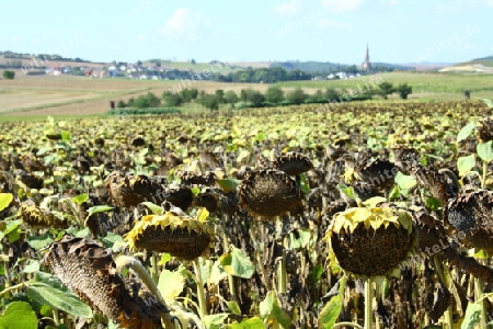 Sonnenblumenfeld Sunflower field