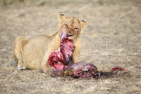 L?wen (Panthera leo), L?we frisst erbeutetes Streifengnu, Weißbartgnu (Connochaetes taurinus), Gnu (Damaliscus lunatus), Masai Mara, Kenia, Ostafrika, Afrika