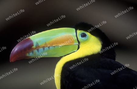 Tropical Birds in the town of Copan in Honduras in Central America,