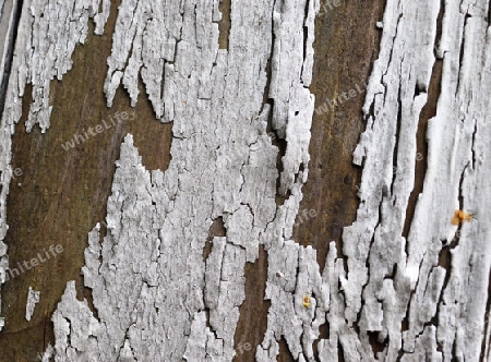 Detailed close up view on different wood surfaces showing planks logs and wooden walls in high resolution