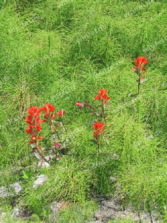 Indian Paintbrush