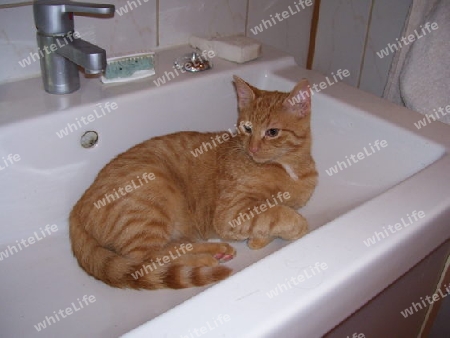 kater felix im waschbecken