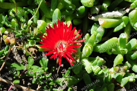 Mittagsblume - Lampranthus