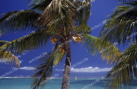 Afrika, Indischer Ozean, Mauritius, Insel, Strand, Reisen, Ferien, Meer, Beach,
Ein Traumstrand an der Westkueste der Insel Mauritius in Indischen Ozean vor Afrika.       (Urs Flueeler) 