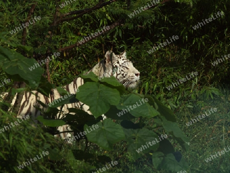 Weisser Tiger in dichtem Urwald