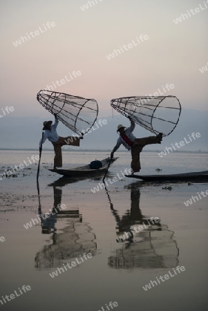 Fishermen at sunrise in the Landscape on the Inle Lake in the Shan State in the east of Myanmar in Southeastasia.