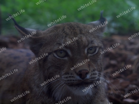 aufmerksamer Luchs