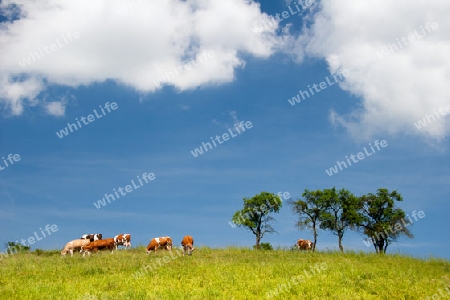 Sommerlandschaft mit K?hen in Th?ringen