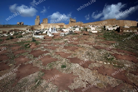 The fresh Leather gets dry on the sun near Leather production in front of the Citywall in the old City in the historical Town of Fes in Morocco in north Africa.