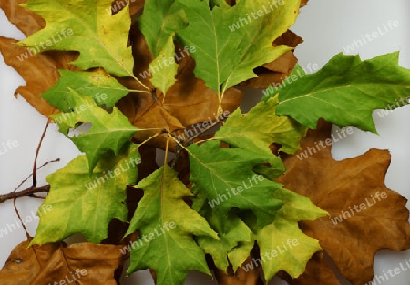 Autumn leaves lying in the grass - Herbstlaub im Gras liegend