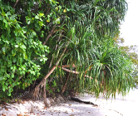 Schraubenbaum -Pandanus tectorius