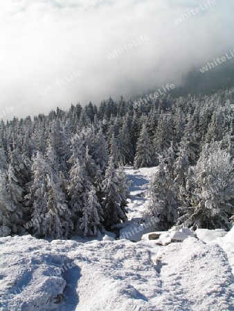 wald im winter