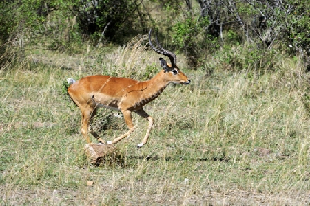 Impala (Aepyceros melampus), auch Schwarzfersenantilopeg genannt, auf der Flucht, Masai Mara, Kenia, Afrika