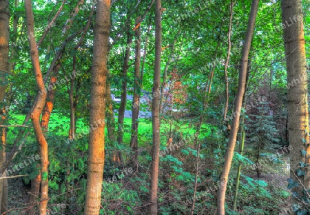 Beautiful view into a dense green forest with bright sunlight casting deep shadow.