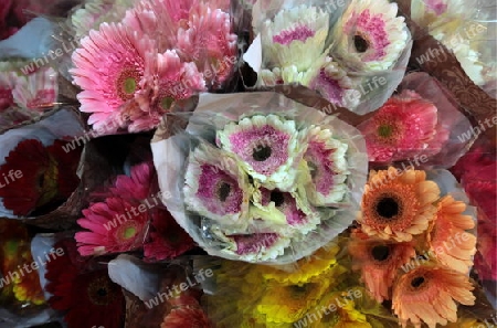 Blumen auf dem Pak Khlong Markt von Bangkok der Hauptstadt von Thailand in Suedostasien.