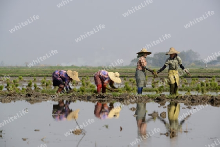 Rice farmers plant rice in a ricefield at the city of Nyaungshwe at the Inle Lake in the Shan State in the east of Myanmar in Southeastasia.