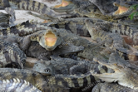 A Crocodile Farm near the City of Siem Riep in the west of Cambodia.