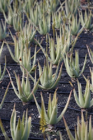 a Aloe Vera cactus Plantation the Island of Lanzarote on the Canary Islands of Spain in the Atlantic Ocean. on the Island of Lanzarote on the Canary Islands of Spain in the Atlantic Ocean.
