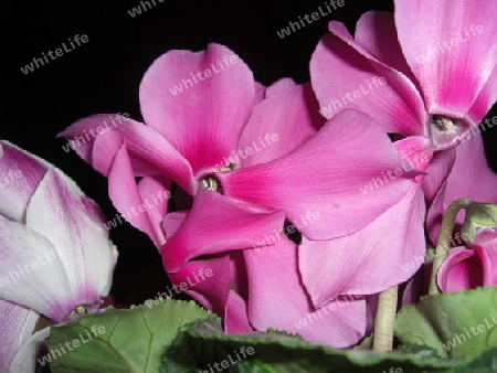 Cyclamen