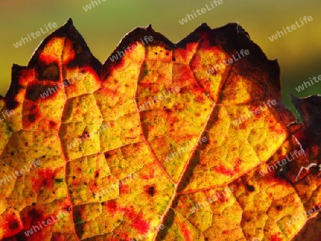 Weinblatt im Herbst