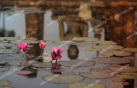 Eine Buddha Figur spiegelt im Lotus Blumen Pool im Wat Mahathat Tempel in der Tempelanlage von Alt-Sukhothai in der Provinz Sukhothai im Norden von Thailand in Suedostasien.