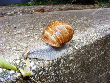 Schnecke 4.