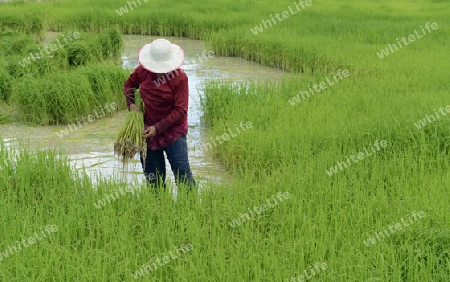 Reisfelder und Landwirtschaft in der Provinz Amnat Charoen nordwestlich von Ubon Ratchathani im nordosten von Thailand in Suedostasien.