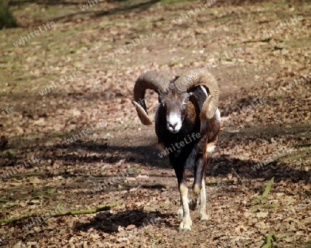 ovis orientalis