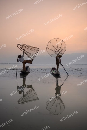 Fishermen at sunrise in the Landscape on the Inle Lake in the Shan State in the east of Myanmar in Southeastasia.