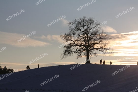 Schlittenfahren