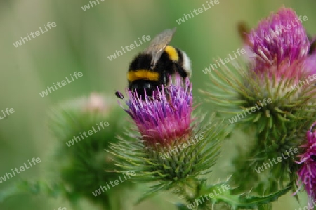 Hummel