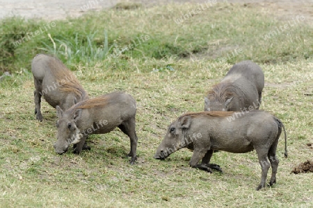 eine Gruppe Warzenschweine  (Phacochoerus africanus), beim fressen,  Masai Mara, Kenia, Ostafrika