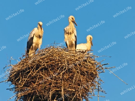 junge Wei?st?rche im Nest