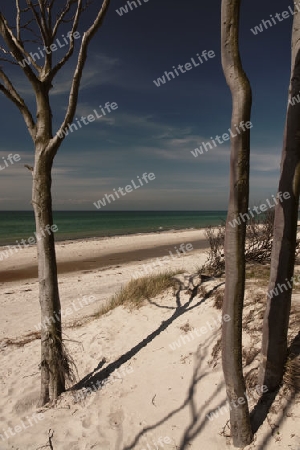 Weststrand auf dem Darss, Nationalpark Vorpommersche Boddenlandschaft, Deutschland