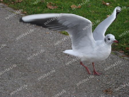 white wings