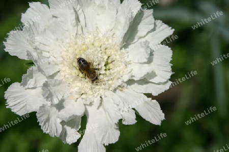 Weißer Mohn