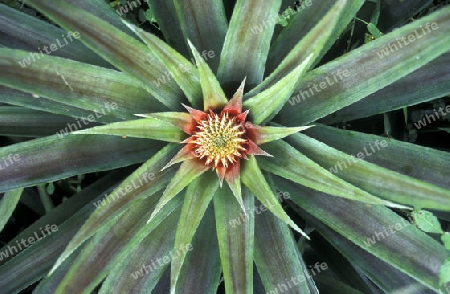 Eine Ananas auf einer Ananas Plantage auf der Insel Praslin auf den Seychellen im Indischen Ozean.