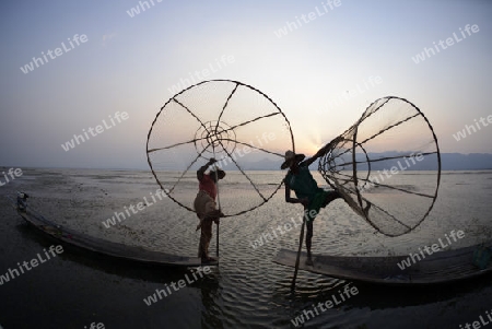 Fishermen at sunrise in the Landscape on the Inle Lake in the Shan State in the east of Myanmar in Southeastasia.