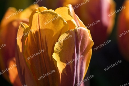 Tulpe